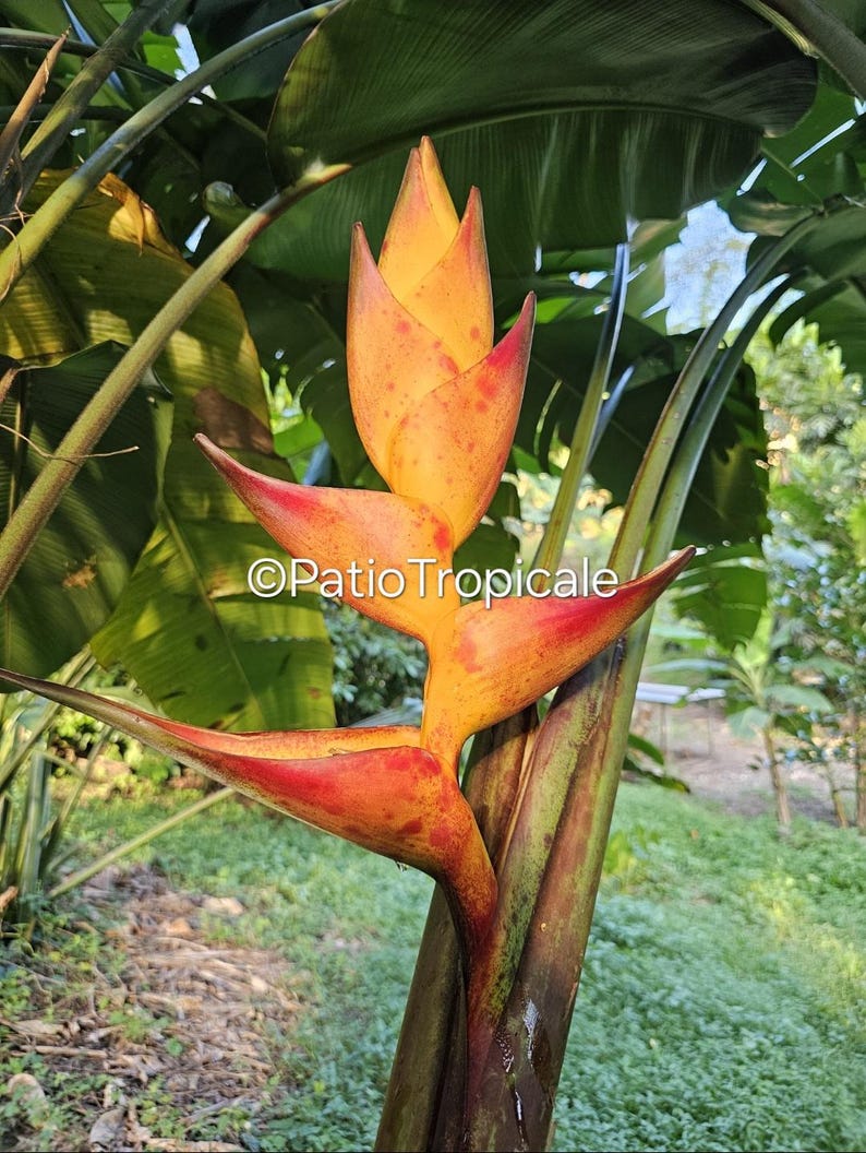 Heliconia Champneiana 'Splash' Live Rhizome - Healthy, Fast-Growing Tropical Plant for Full Sun - Rare & Easy to Grow