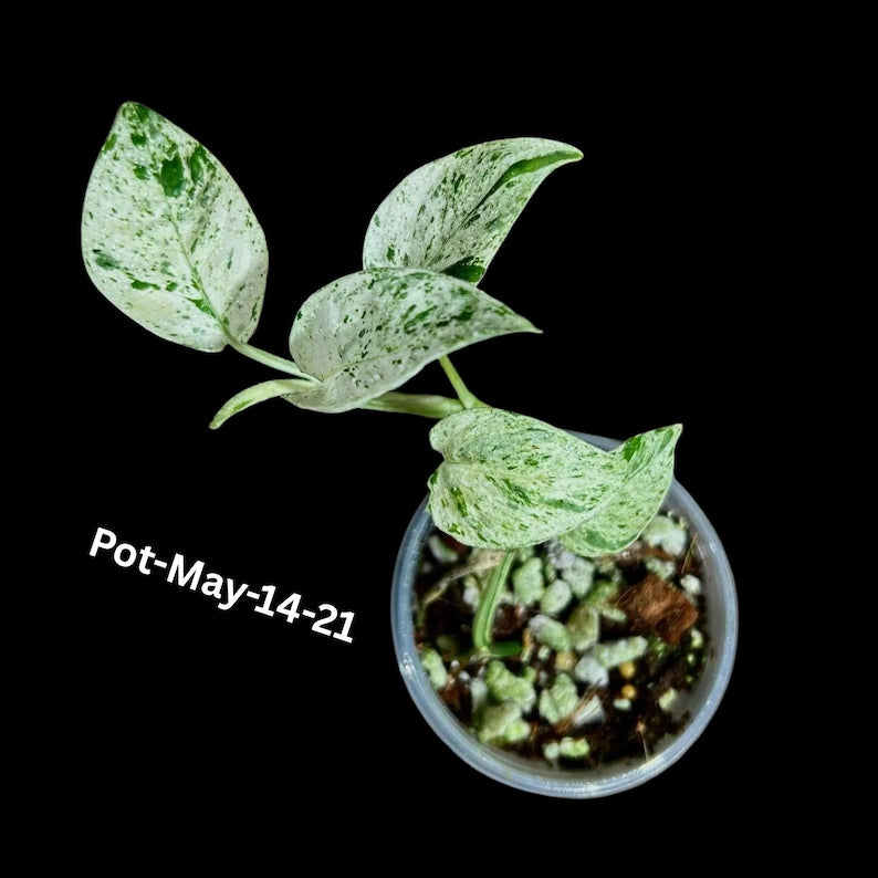 Epipremnum Pinnatum 'Albo' Variegated Plant in Pot - Rare Indoor Houseplant - Tropical Vining Variety - Attractive Green & White Foliage