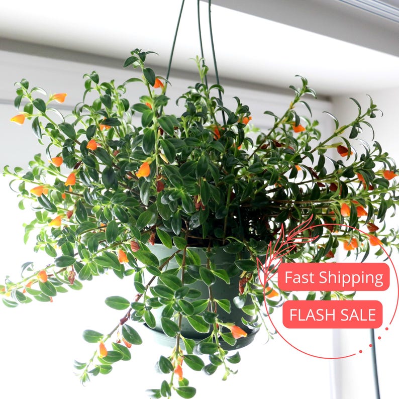 Goldfish Plant Starter | 4" Live Nematanthus Gregarius | Orange Blooming House Plant | Rare Plant Gift