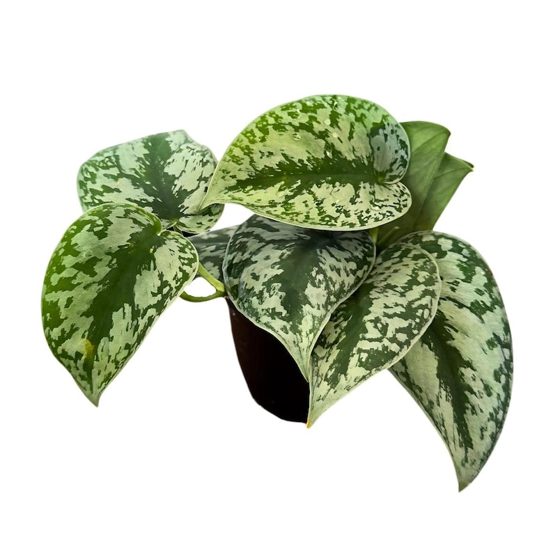 Scindapsus Silver Exotica Plant in 4" Pot - Rare Satin Pothos - Scindapsus pictus 'Exotica' - Large Leaf Indoor Vining Plant