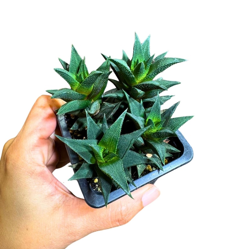 Haworthia Tortuosa Succulent in 3" Grow Pot - Mini Indoor Cactus - Low Maintenance Houseplant - Unique Spiral Leaves