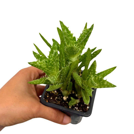 Aloe Juvenna - Tiger Tooth Aloe in 3 Inch Grow Pot - Rare Exotic Succulent - Air Purifying Low Light Plant - Aloe vera
