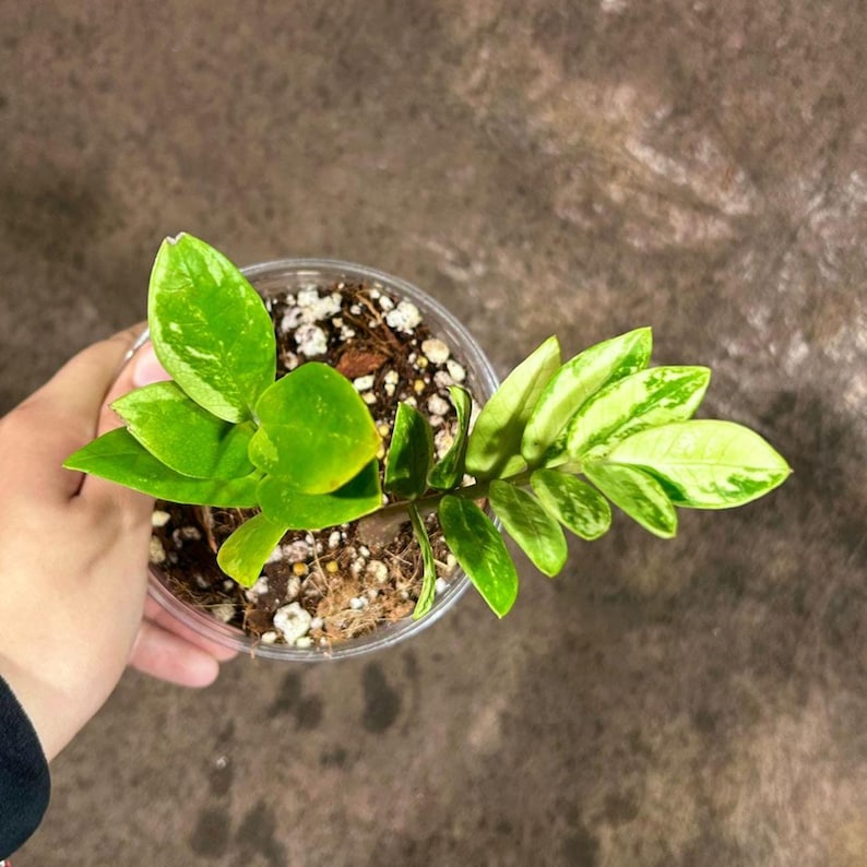 Rare Variegated ZZ Plant | Gold Variety | Zamioculcas zamiifolia | Unique Indoor Houseplant | Easy-Care Collector Plant