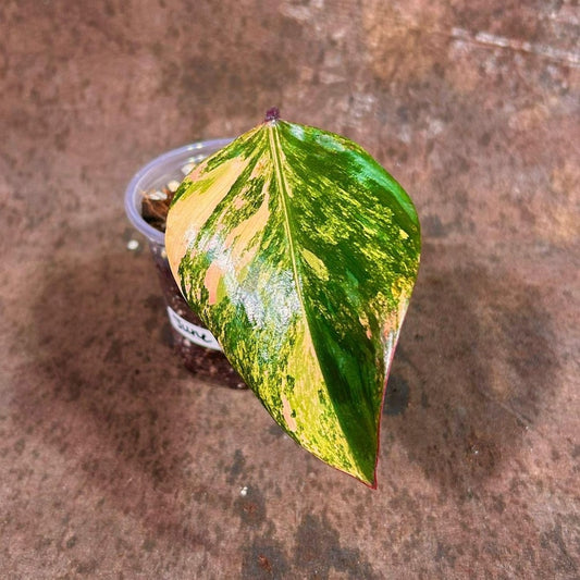 Variegated Philodendron Strawberry Shake Plant - Rare Collector Indoor Houseplant - Philodendron 'Strawberry Shake'