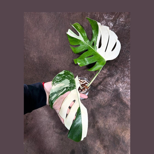 Variegated Monstera Albo Plant - Rare White Monstera Borsigiana - Indoor Houseplant - Exact Plant - US Seller - Tropical Decor