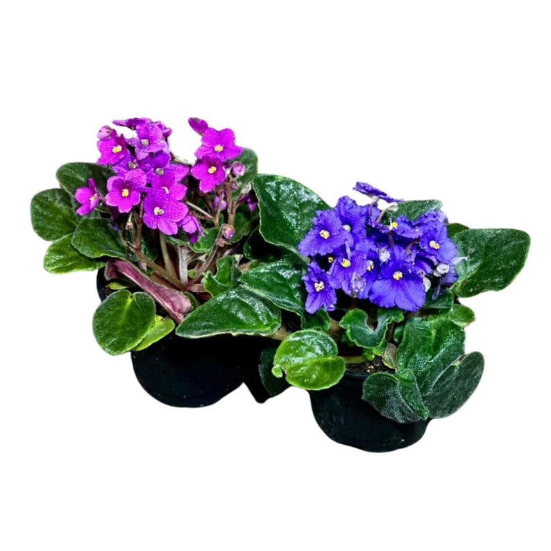Set of 2 African Violet Plants in 4" Pots - Violet Blue & Purple - Saintpaulia - Live Indoor Flowering Plants