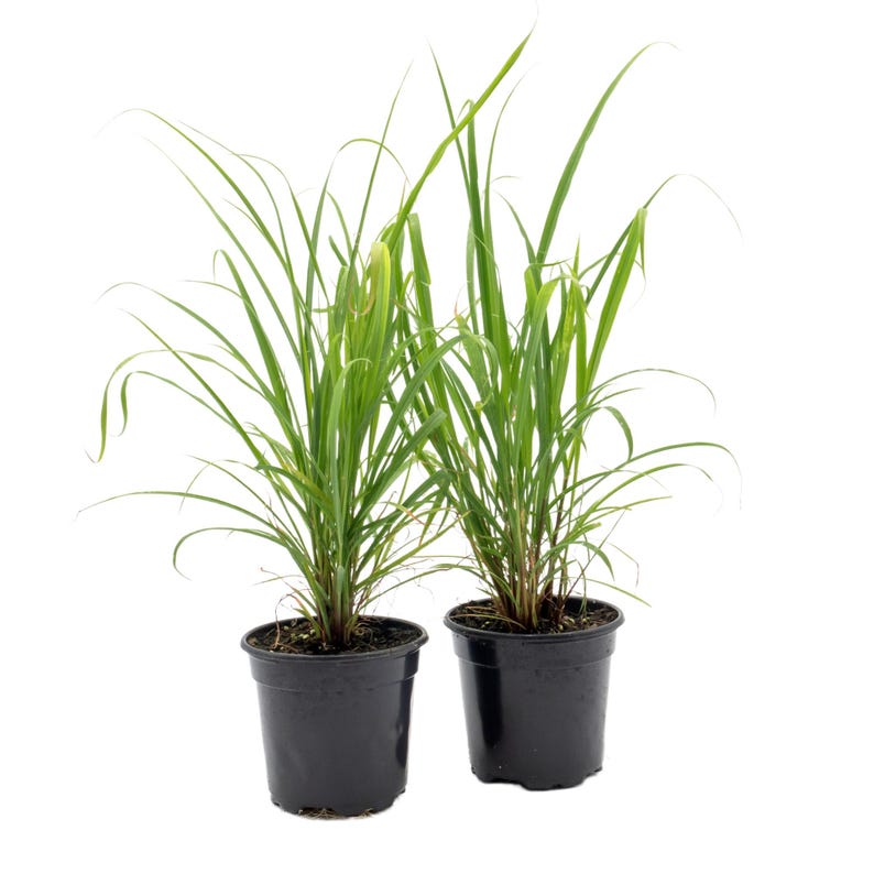 Lemongrass Plants 4" Pots, West Indian Lemon Grass, Cymbopogon Citratus, 8 Main Stalks, Fully Rooted, Culinary Herb