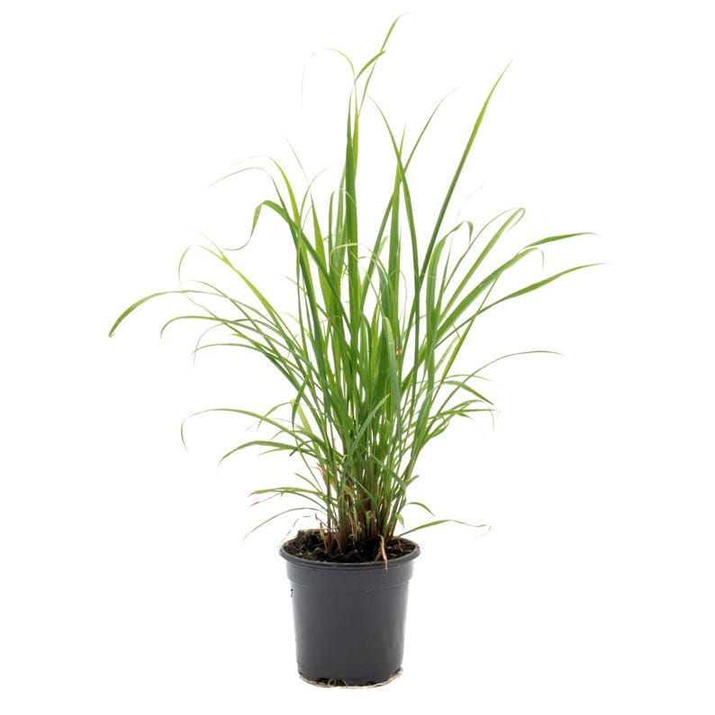 Large Lemongrass Plant in 4" Pot, Cymbopogon Citratus, West Indian Lemon Grass, Minimum 8 Main Stalks, Fully Rooted
