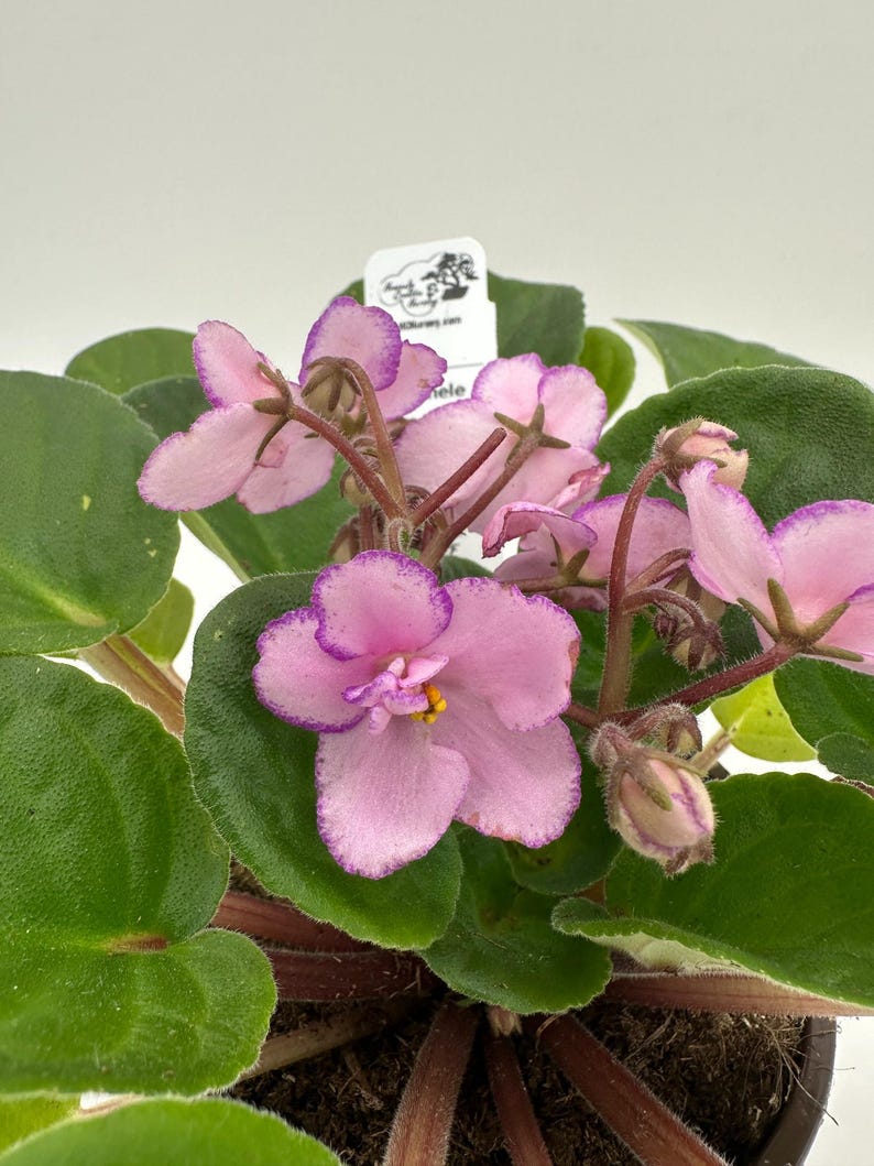 African Violet Plant 4" Rhapsodie Variety - Live Houseplant (Saintpaulia) with Vibrant Blooms, Easy Care Indoor Flowering Plant