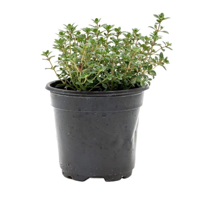 Live Lemon Thyme Plant - 4" Aromatic Herb (Thymus Citriodorus) - Fragrant Culinary Ground Cover, Attracts Pollinators