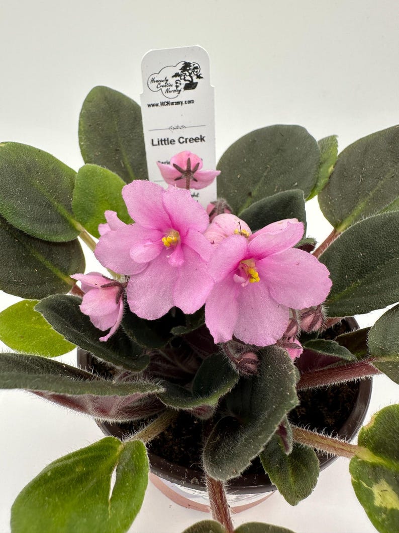 Live African Violet 4" Optimara Plant - Vibrant Flowering Houseplant (Saintpaulia) - Compact Indoor Blooming Plant
