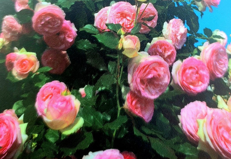 Eden Climber Climbing Rose Starter Plant - 3-6" Creamy White/Pink Blooms - Rosa 'Eden Climber' - Hardy for Zones 5-10