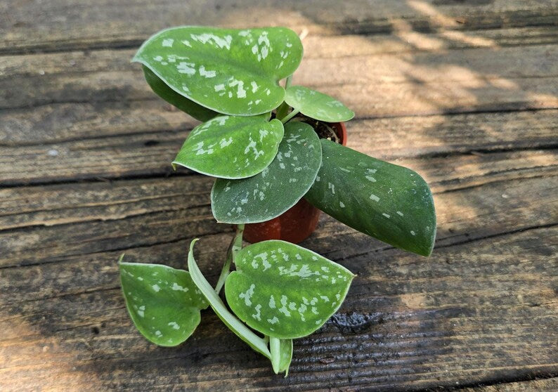 Satin Pothos Plant 3-7 Inch Silver Vine Scindapsus Pictus Argyraeus Live Rooted Easy Care Indoor Tropical Houseplant