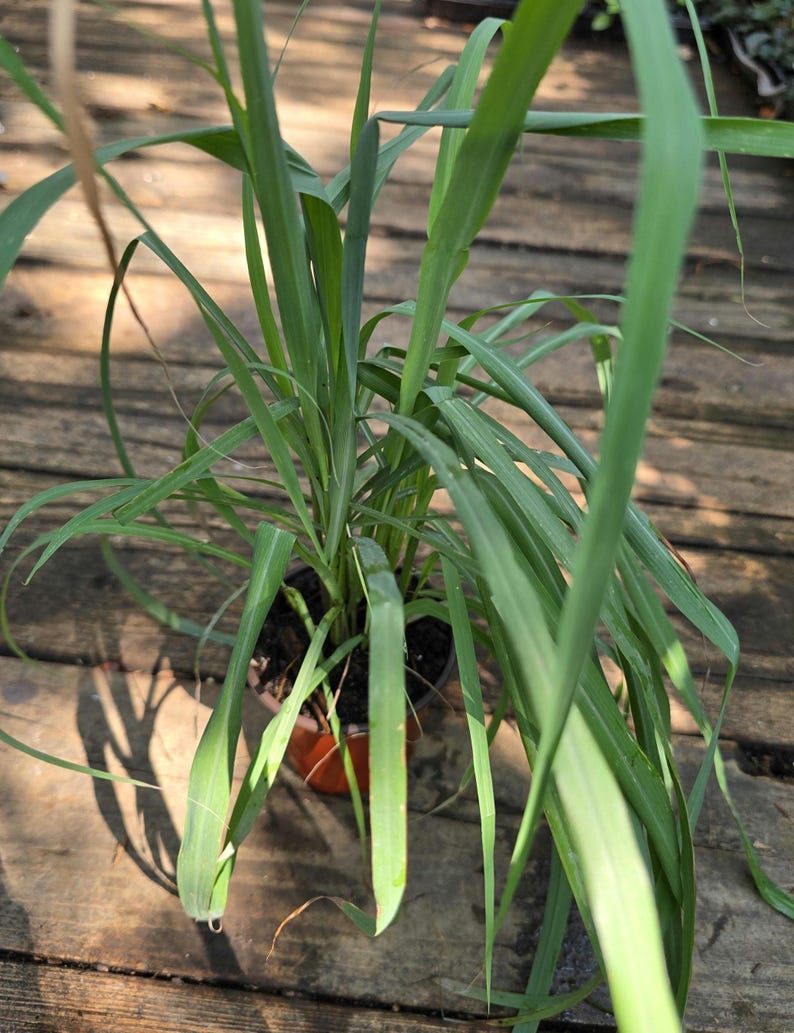 Lemongrass Plant 11-16 in West Indian Lemon Grass Cymbopogon citratus Citronella Grass
