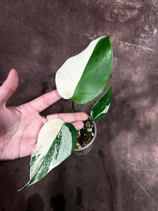 Variegated Monstera Albo Plant - Rare White Borsigiana - Exact Plant - Monstera deliciosa 'Albo Variegata' - US Seller