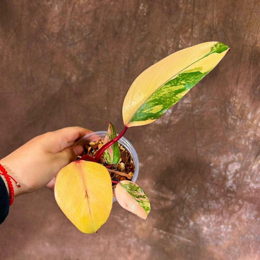 Variegated Philodendron Strawberry Shake Plant - Rare Collector Houseplant - Philodendron straminens
