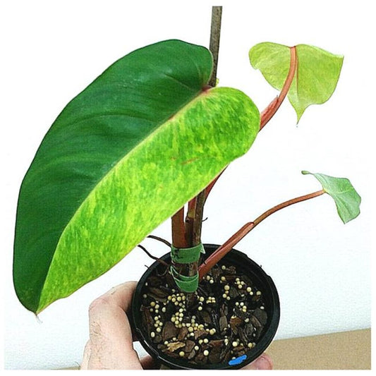 Variegated Philodendron Plant - 4" Pot - 'Painted Lady' - Yellow Pink Colorful Leaves - Philodendron erubescens variegata