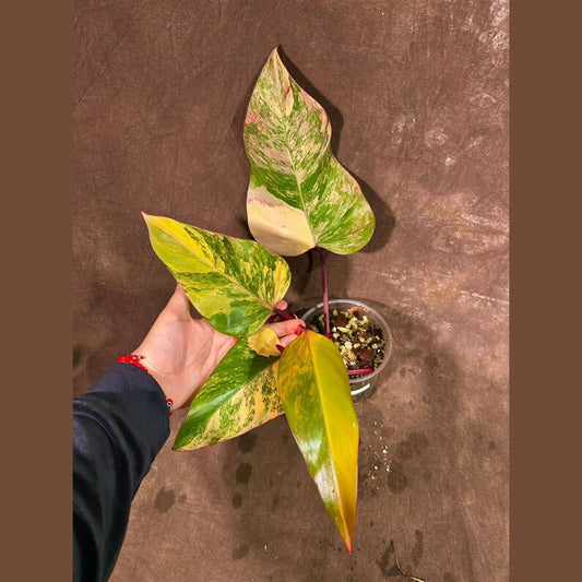 Variegated Philodendron Strawberry Shake Plant - Rare Collector Houseplant - Philodendron erubescens