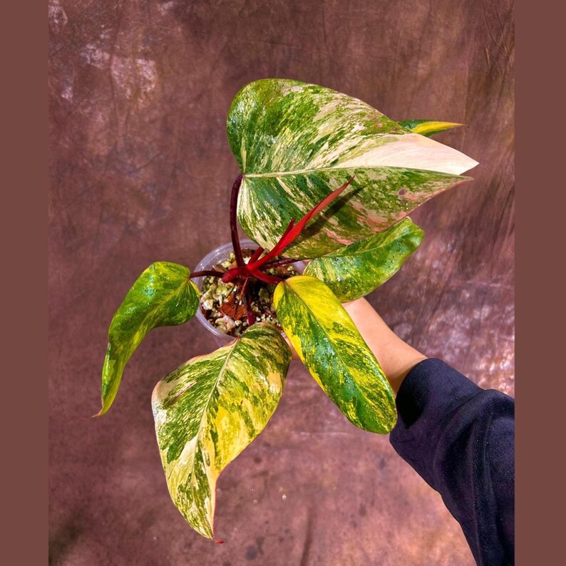 Variegated Philodendron Strawberry Shake Plant - Rare Collector Houseplant - Live Indoor Plant - Philodendron Strawberry Shake