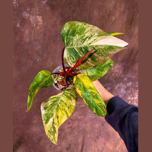 Variegated Philodendron Strawberry Shake Plant - Rare Collector Houseplant - Live Indoor Plant - Philodendron Strawberry Shake