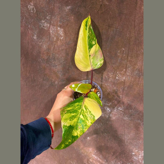 Variegated Philodendron Strawberry Shake Plant - Rare Collector Houseplant - Live Indoor Plant - Philodendron erubescens