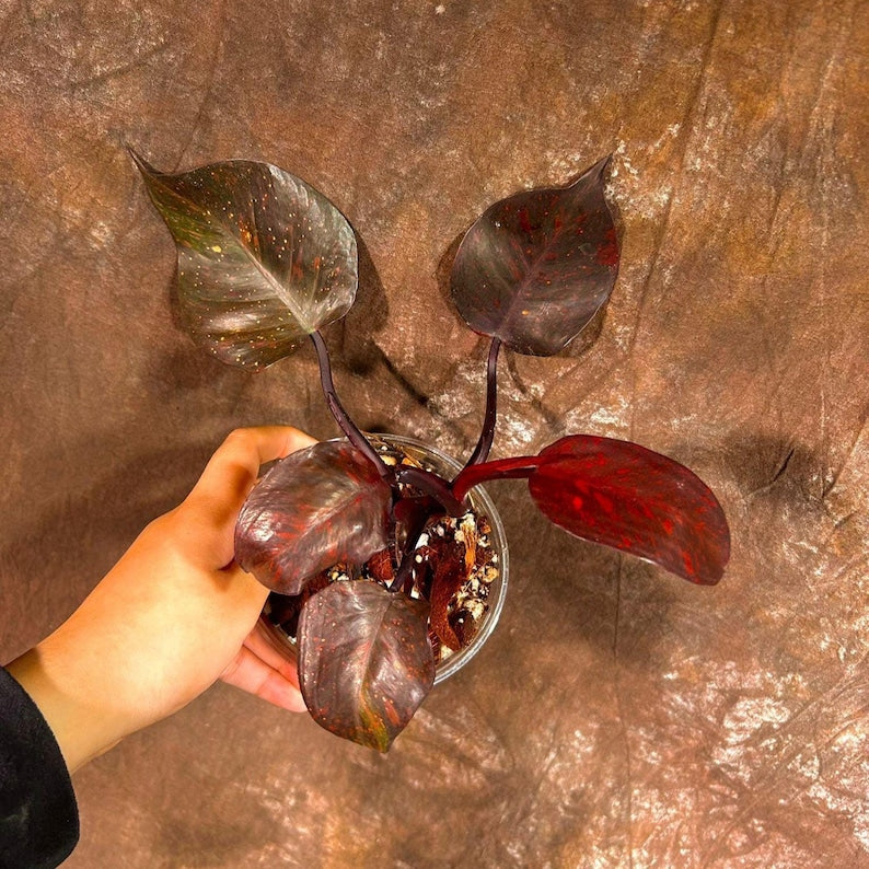 Rare Philodendron Orange Princess Live Plant in Nursery Pot - Orange Princess Marble - Philodendron spp. - US Seller