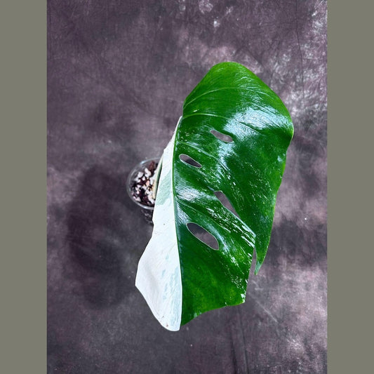Variegated Monstera Albo Plant - Rare White Borsigiana - Indoor Houseplant - Monstera Albo - Exact Plant - US Seller