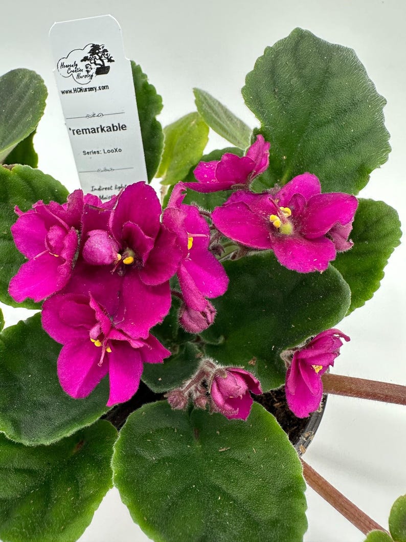 Live African Violet Plant - 4" Blooming Series LooXo - Saintpaulia - Compact Flowering Houseplant with Vibrant Blooms
