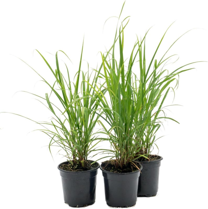 Lemongrass Plants Set of 3 in 4" Pots, West Indian Lemongrass, Cymbopogon Citratus, Fully Rooted for Kitchen Garden