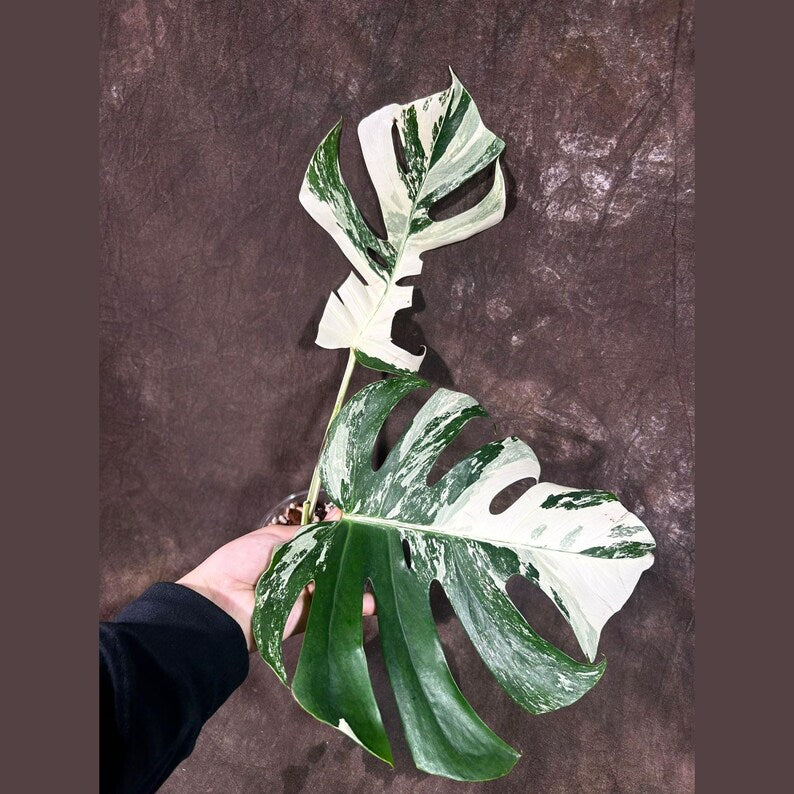 Variegated Monstera Albo Plant - Rare White Monstera Borsigiana - Indoor Houseplant - Exact Plant - US Seller - Monstera Deliciosa