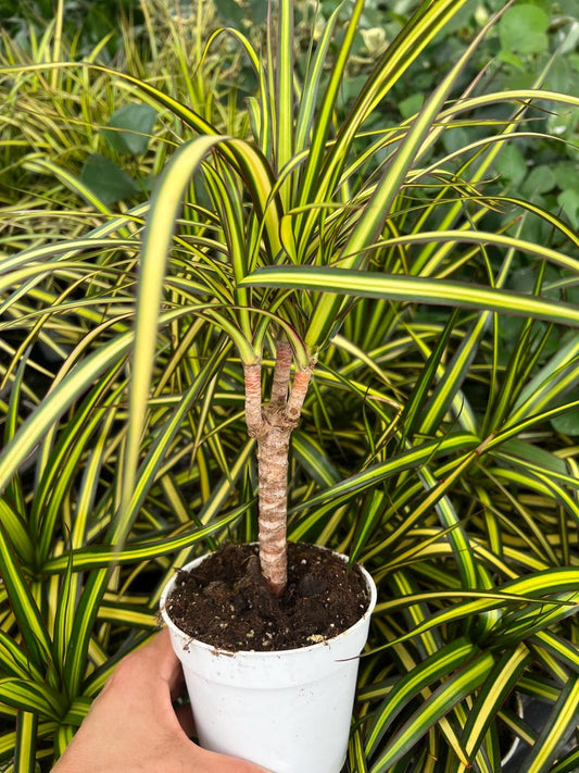 4” Dracaena Sunray Cane Plant, Live Houseplant, Indoor Decor, Dracaena Surculosa