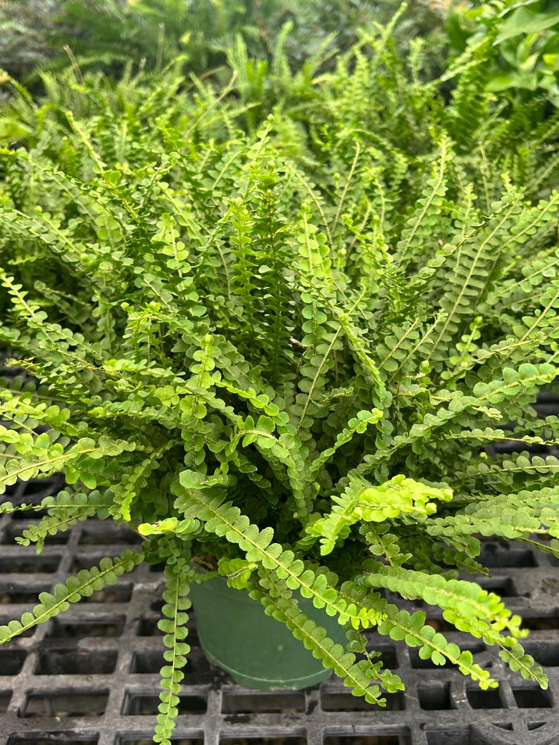 6” Lemon Button Fern Houseplant - Green, Full, Easy Care Plant - Nephrolepis cordifolia