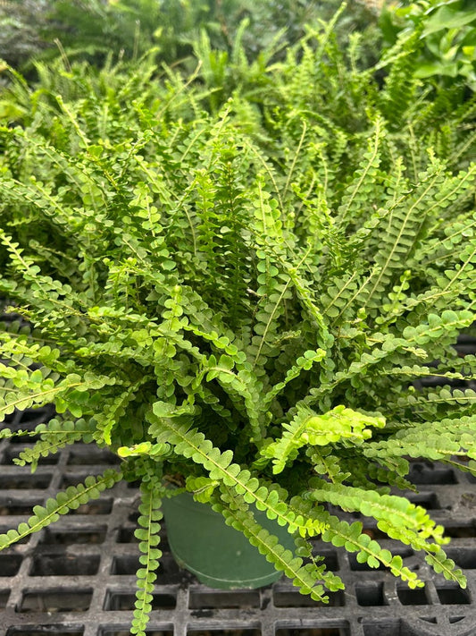 6” Lemon Button Fern Houseplant - Green, Full, Easy Care Plant - Nephrolepis cordifolia