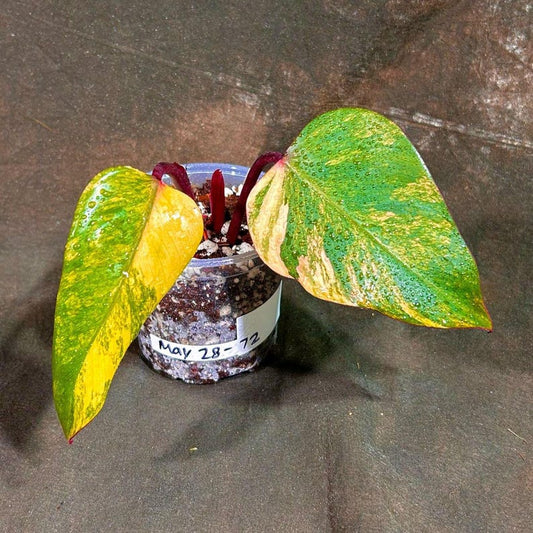Variegated Philodendron Strawberry Shake Plant - Pink and Cream - Rare Collector's Indoor Houseplant - Philodendron Strawberry Shake