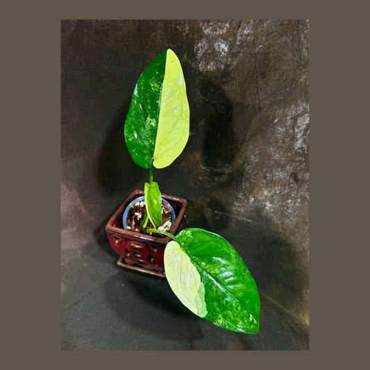 Variegated Syngonium Chiapense Plant in Nursery Pot - Rare Variegated Aroid - Indoor Climbing Plant - Syngonium Chiapense