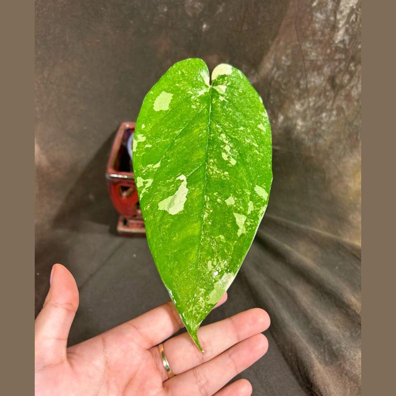 Variegated Syngonium Chiapense Plant in Nursery Pot - Rare Variegated Aroid - Chiapense Plant - Indoor Climbing Plant