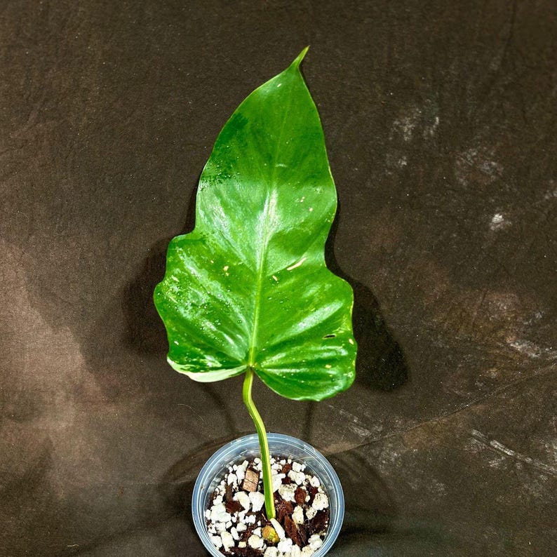 Philodendron Golden Dragon Variegated Plant - Established Indoor Rare Live Plant - Philodendron Golden Dragon - USA Seller