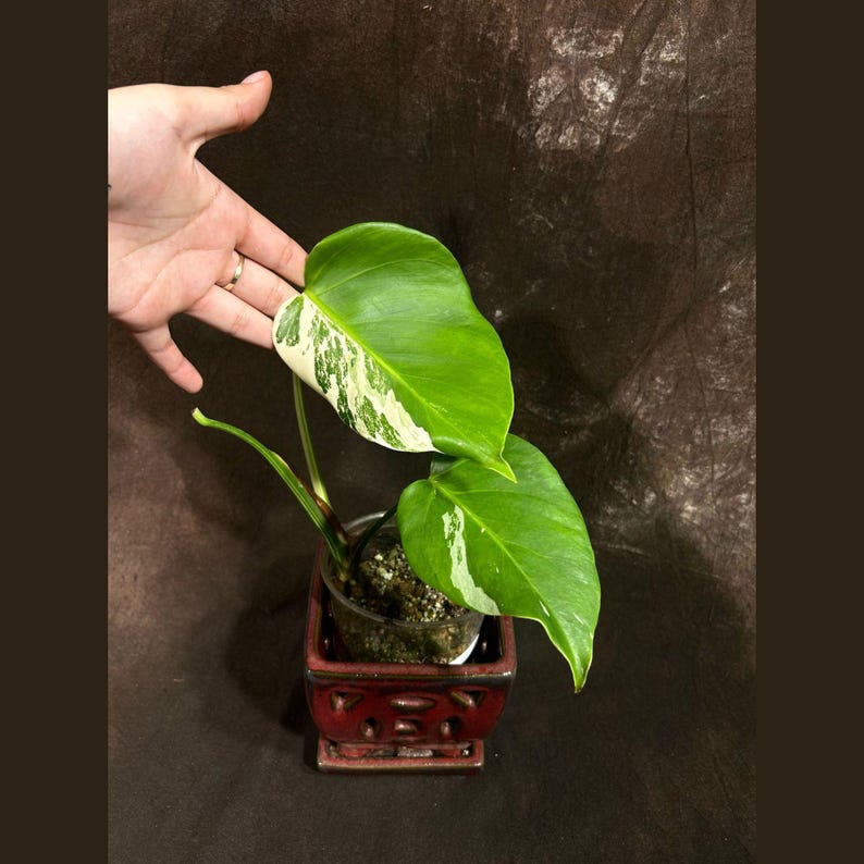 Variegated Monstera Albo Plant - Rare Indoor White Borsigiana - Baby Leaf Houseplant - Monstera Deliciosa Albo