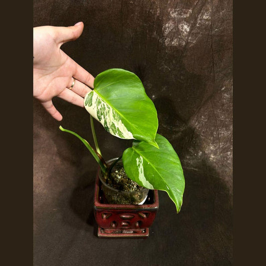 Variegated Monstera Albo Plant - Rare Indoor White Borsigiana - Baby Leaf Houseplant - Monstera Deliciosa Albo