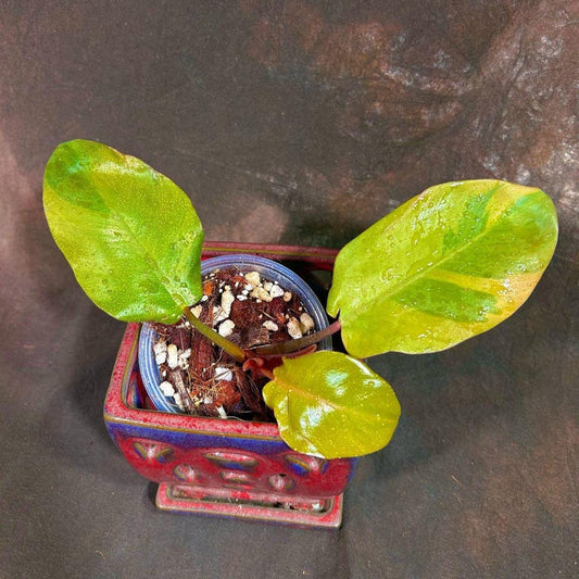 Variegated Black Cardinal Philodendron in Nursery Pot - Rare Houseplant - Philodendron Black Cardinal Variegated