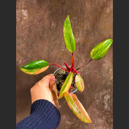 Variegated Philodendron Strawberry Shake Plant - Rare Indoor Houseplant - Unique Green, White, Pink Leaves - Philodendron Strawberry Shake