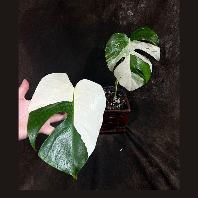 Variegated Monstera Albo Plant - Rare White Borsigiana - Indoor Houseplant - Exact Plant - Monstera Albo - US Seller