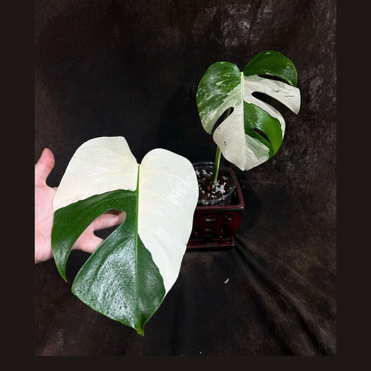 Variegated Monstera Albo Plant - Rare White Borsigiana - Indoor Houseplant - Exact Plant - Monstera Albo - US Seller