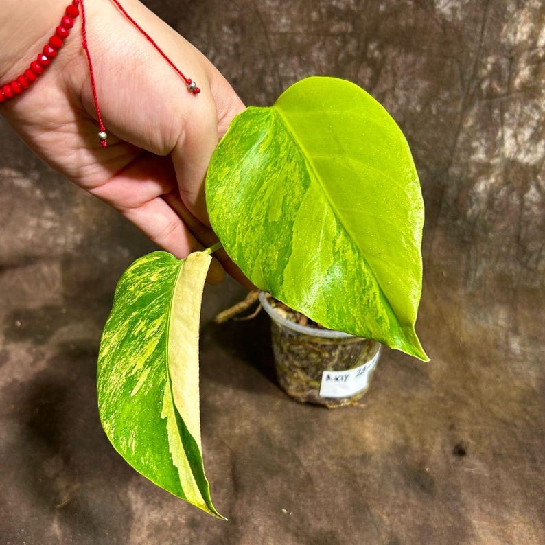 Monstera Aurea Variegated Borsigiana Potted Plant - Monstera Marmota - Unique Green & Creamy Yellow Leaves - US Seller