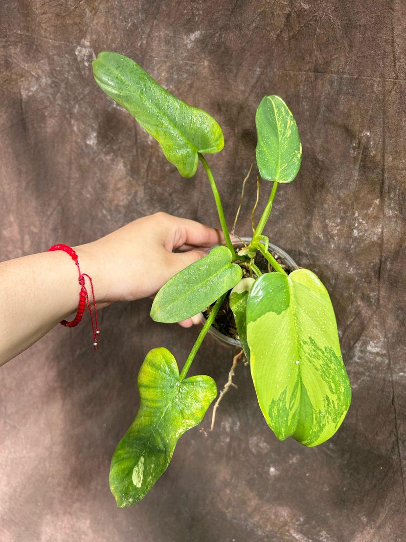 Variegated Philodendron Bipennifolium Plant in Nursery Pot - Rare Horsehead Philodendron - Live Indoor House Plant