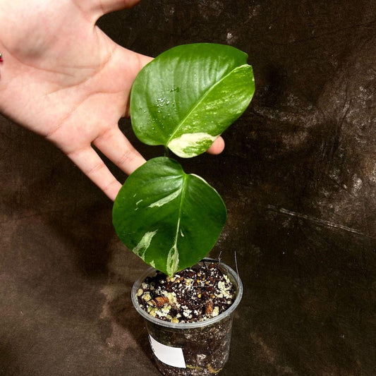 Variegated Monstera Albo Plant - Rare Houseplant - White Monstera Albo Borsigiana - Exact Plant - Indoor Tropical Décor
