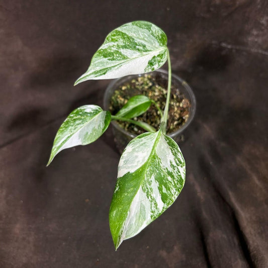 Variegated Monstera Albo Plant - Rare Indoor White Borsigiana - Exact Plant - Houseplant - Monstera Albo - US Seller