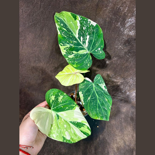 Variegated Philodendron Gloriousum Tricolor - Rare Tropical Houseplant - Live Plant in Nursery Pot - Philodendron Gloriosum Hybrid