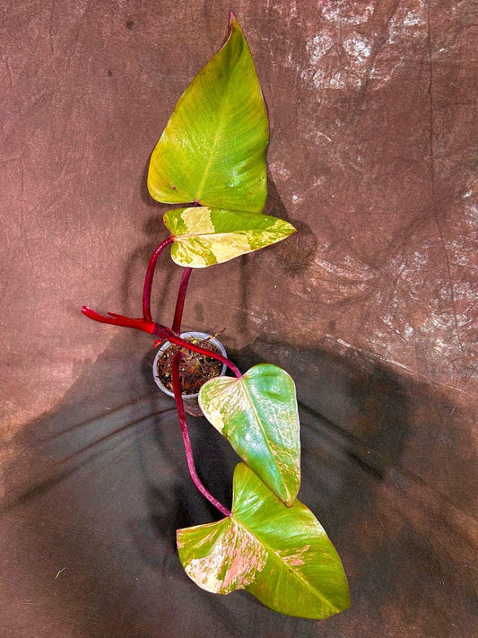 Variegated Philodendron Strawberry Shake Plant - Rare Collector Houseplant - Tropical Aroid - Philodendron erubescens