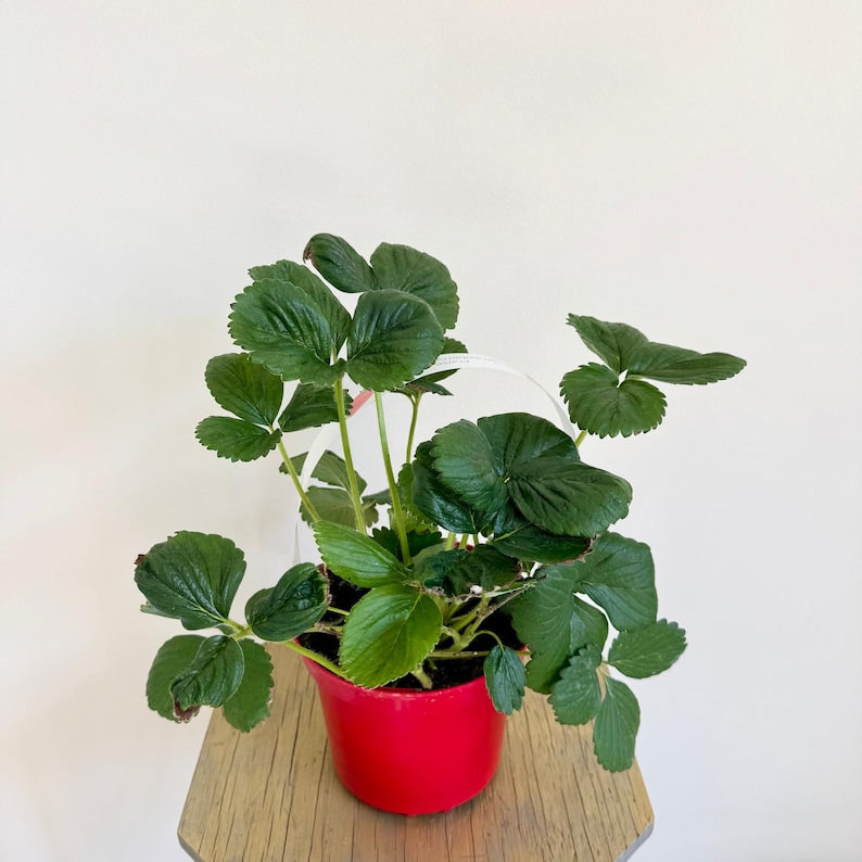LIVE 6 Inch Strawberry Plant, Potted Houseplant, Perfect Gift for Plant Lovers, Fragaria x ananassa
